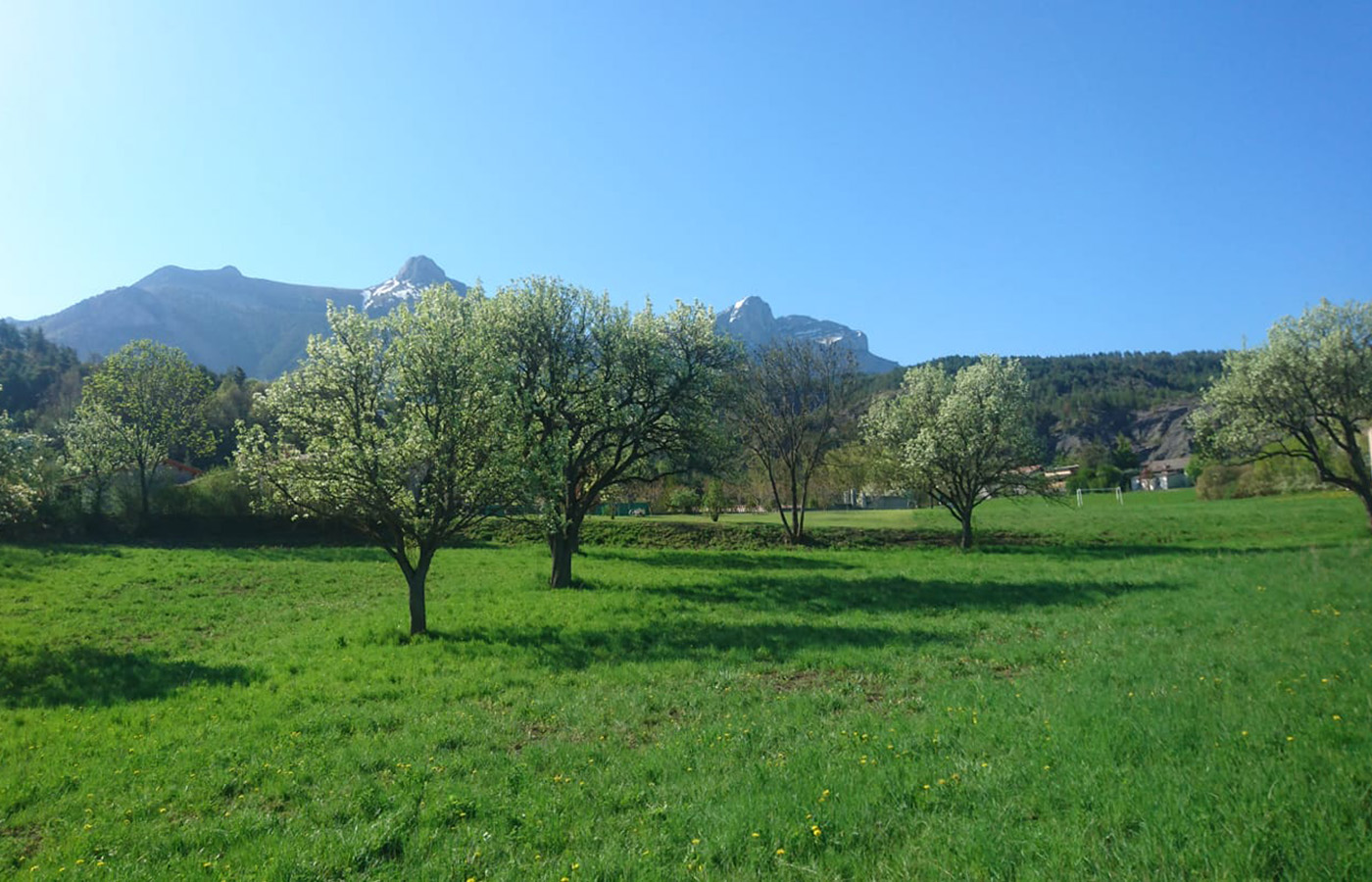 Paysage de production de la poire Sarteau - Paysage de production de la poire Sarteau (© GAEC l’Étoile du Berger)