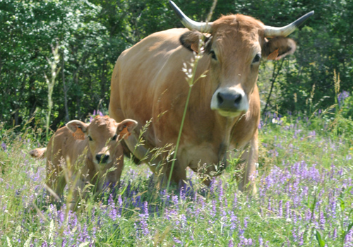 La Ferme du Rouveyret - Broutard et veau Aubrac BIO (© La Ferme du Rouveyret)