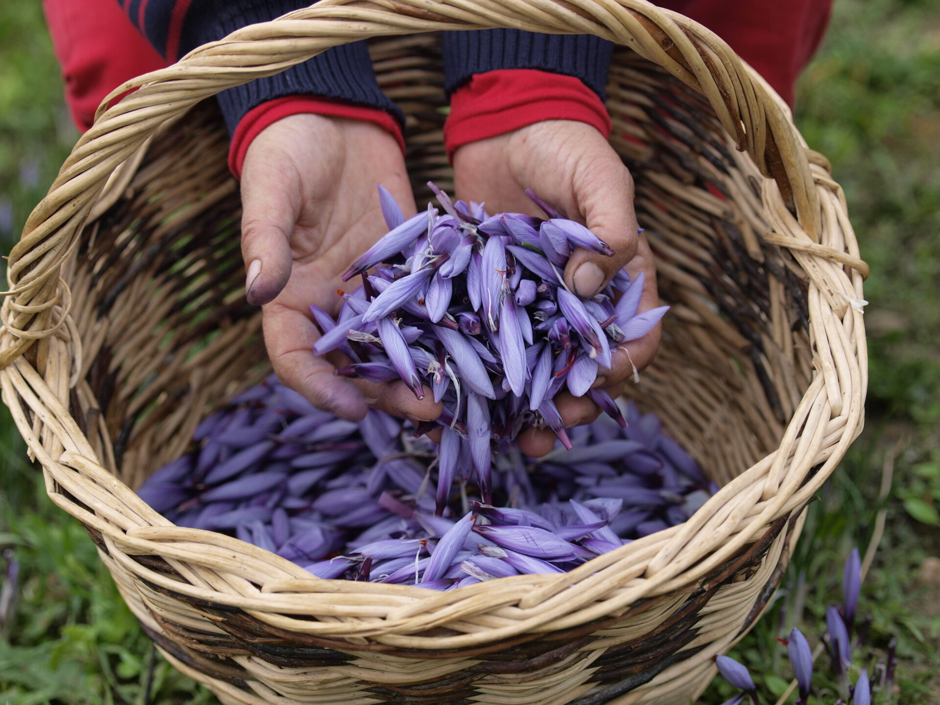 Karkam Safran de Provence - Récolte Safran (© Karkam Safran Pigment Noir)