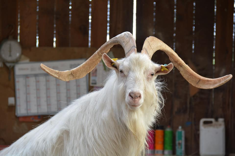 Ferme des Sagnes (© Ferme des Sagnes)