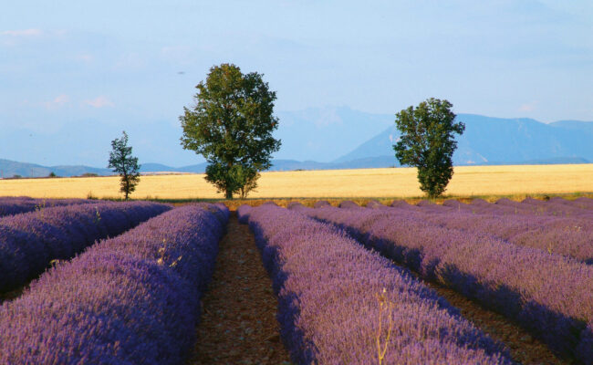 Le Plateau de Valensole