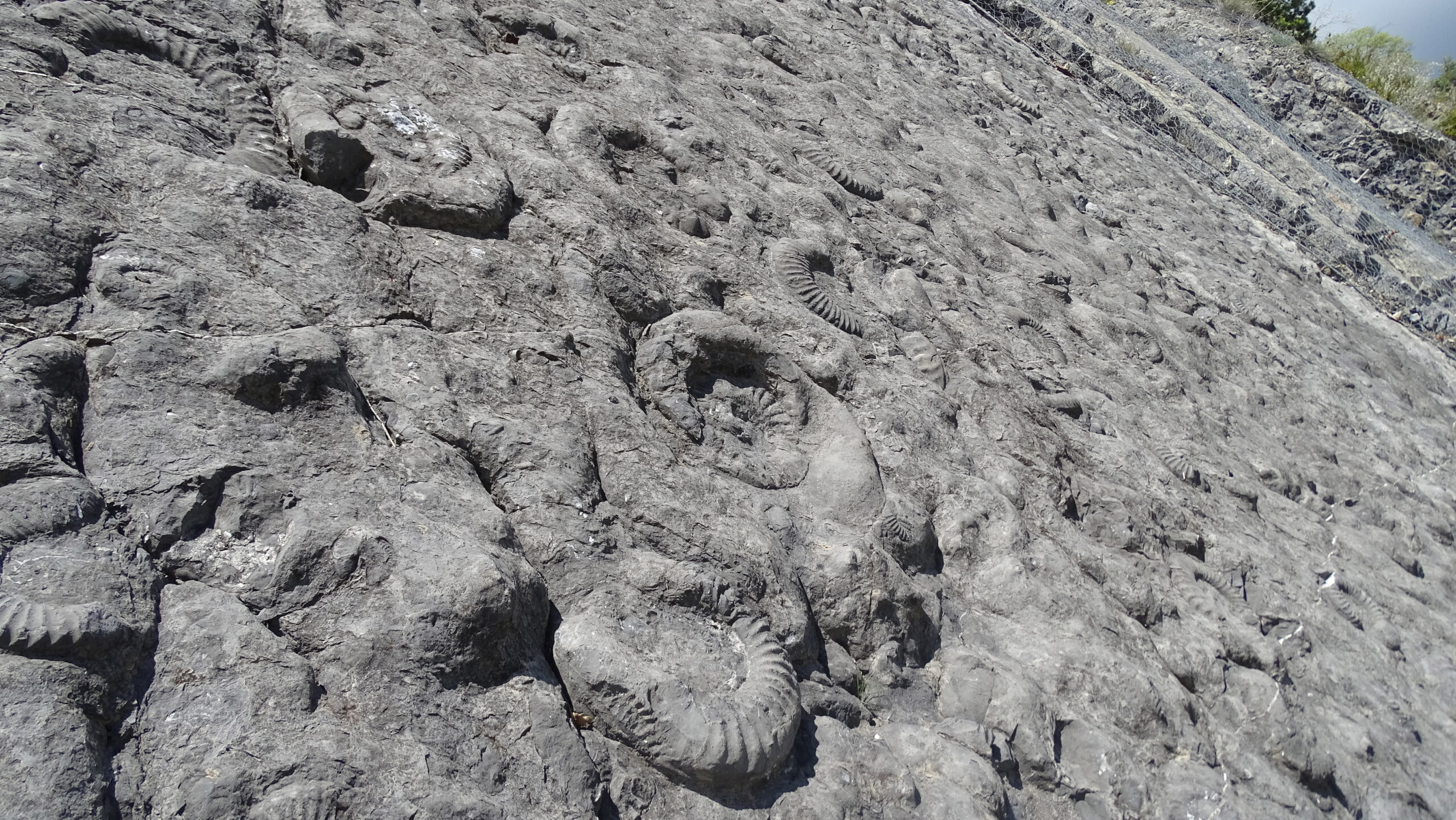 Dalle aux ammonites - Dalle aux ammonites