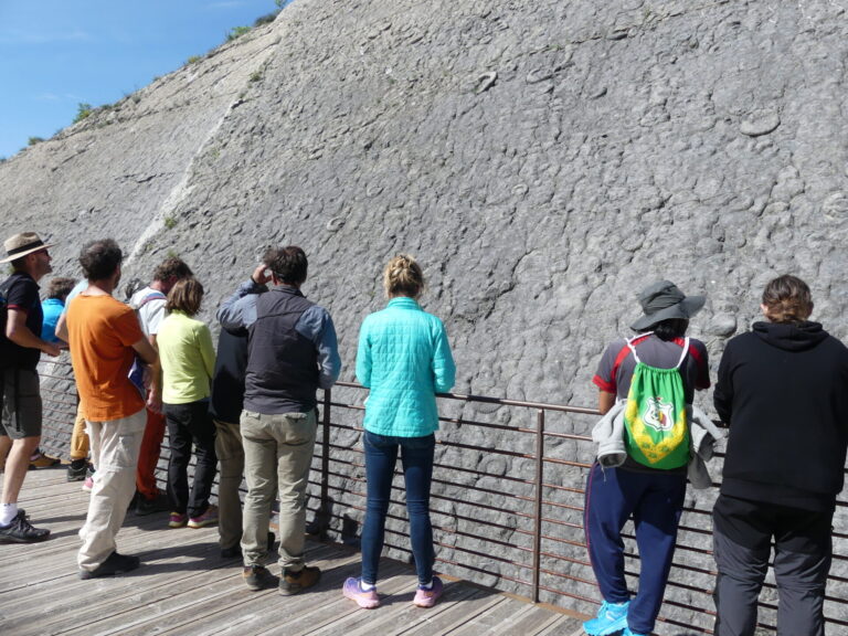 Visite guidée de la dalle aux ammonites