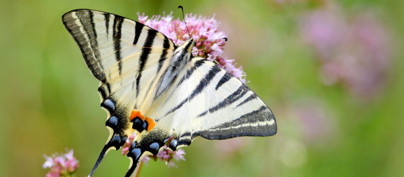 Jardin des papillons ©Agnès de Pinho