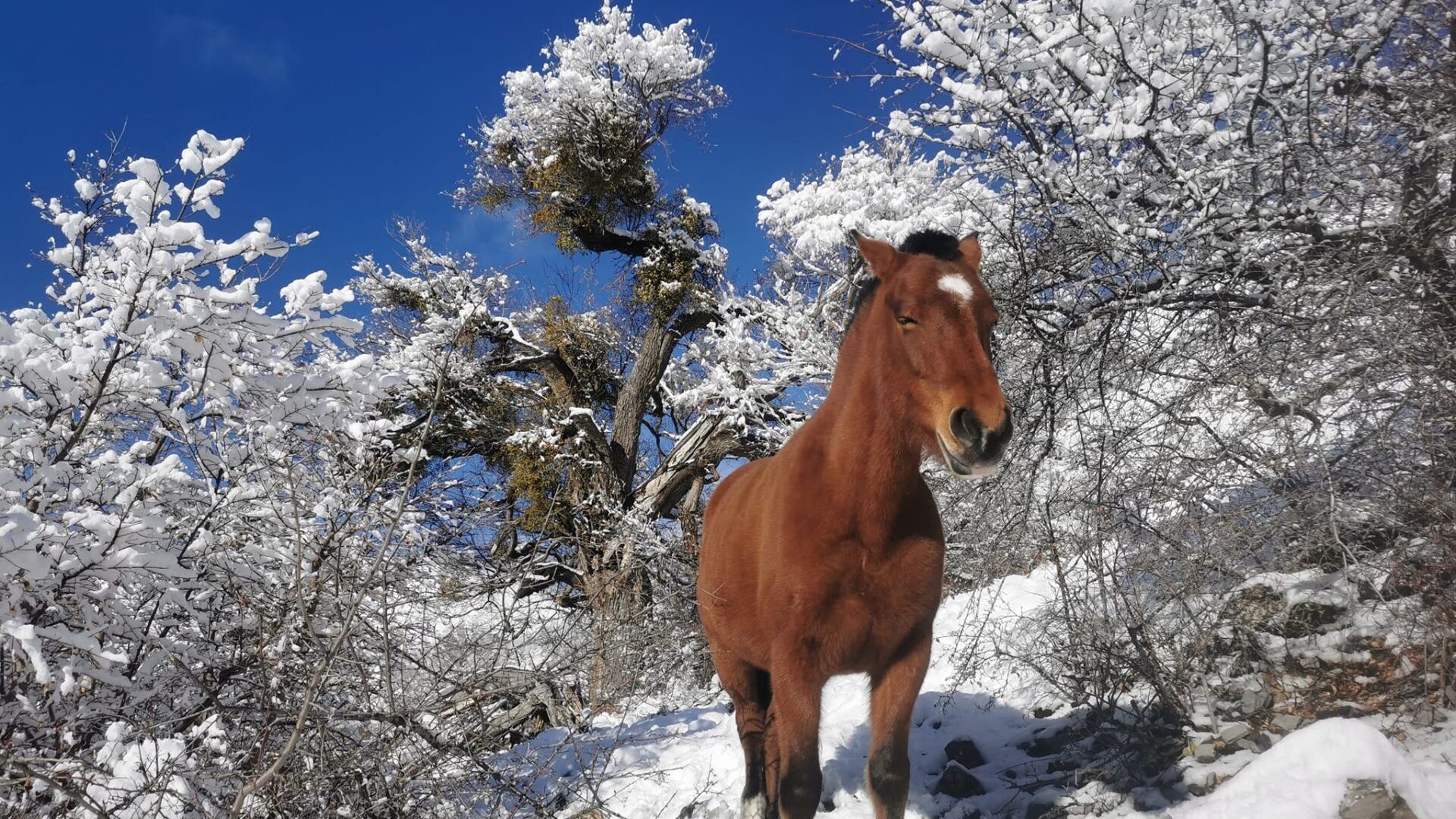 Les Chevaux de Roquépine - Randonnée à cheval dans la neige (© Marine Herbomez)