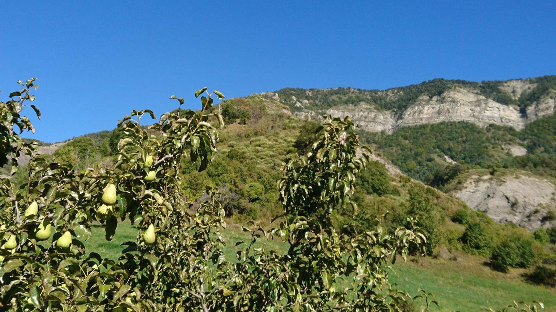 Paysage de production de la poire Sarteau - Paysage de production de la poire Sarteau (© GAEC l’Étoile du Berger)