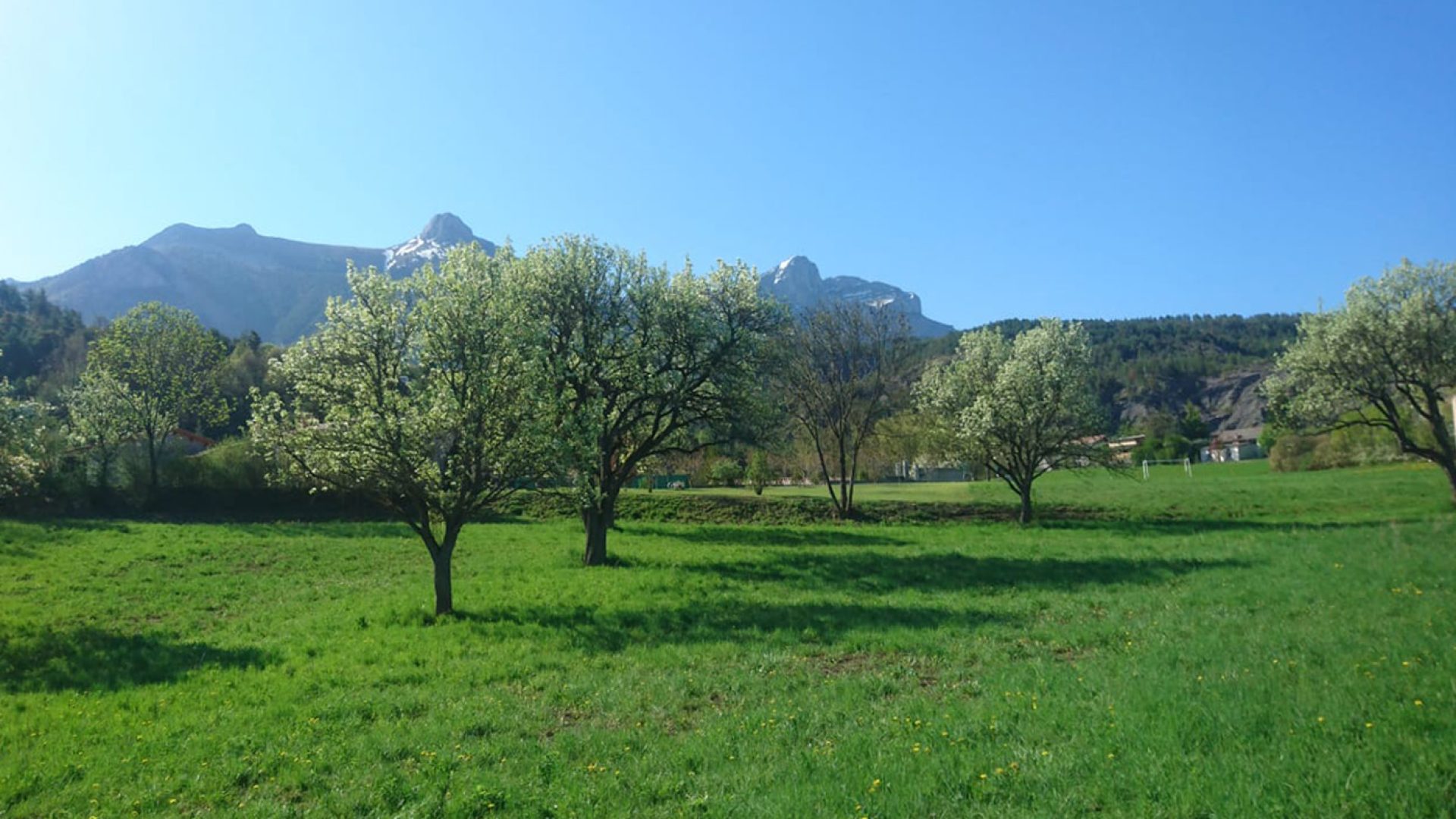 Paysage de production de la poire Sarteau - Paysage de production de la poire Sarteau (© GAEC l’Étoile du Berger)