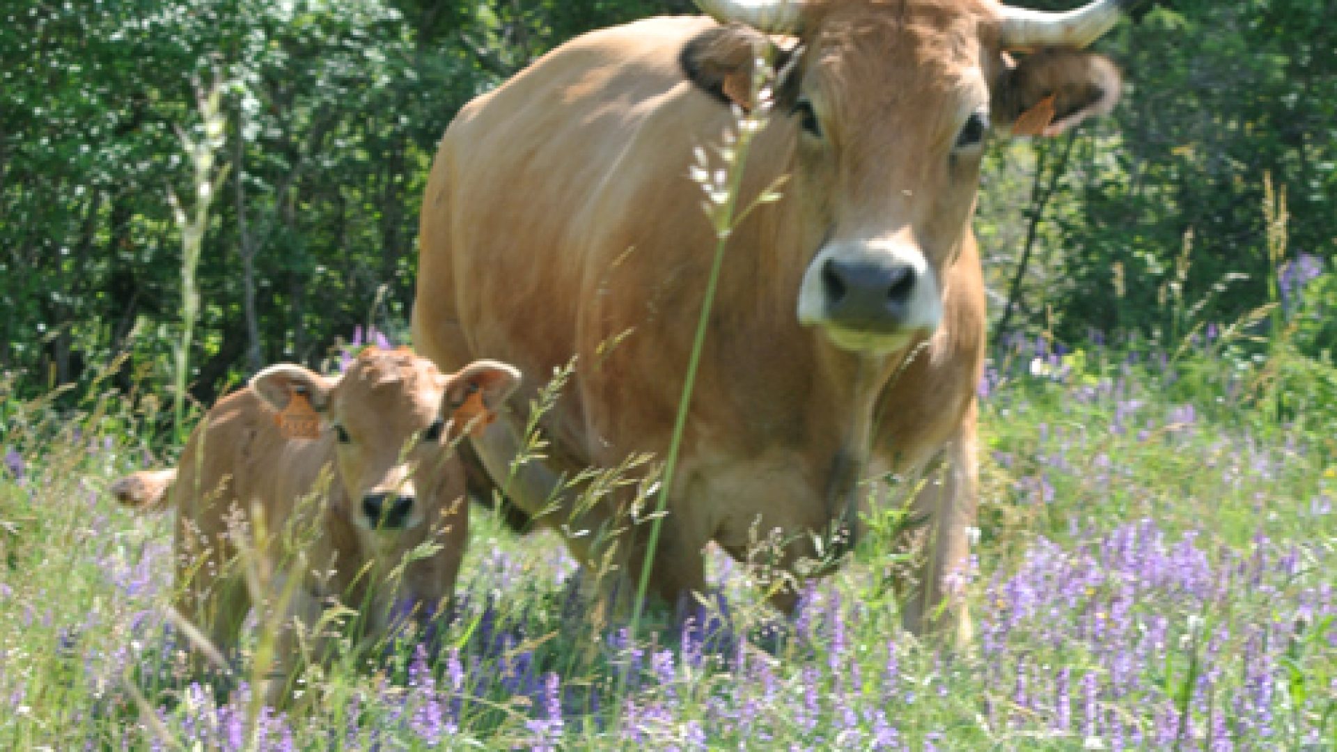 La Ferme du Rouveyret - Broutard et veau Aubrac BIO (© La Ferme du Rouveyret)