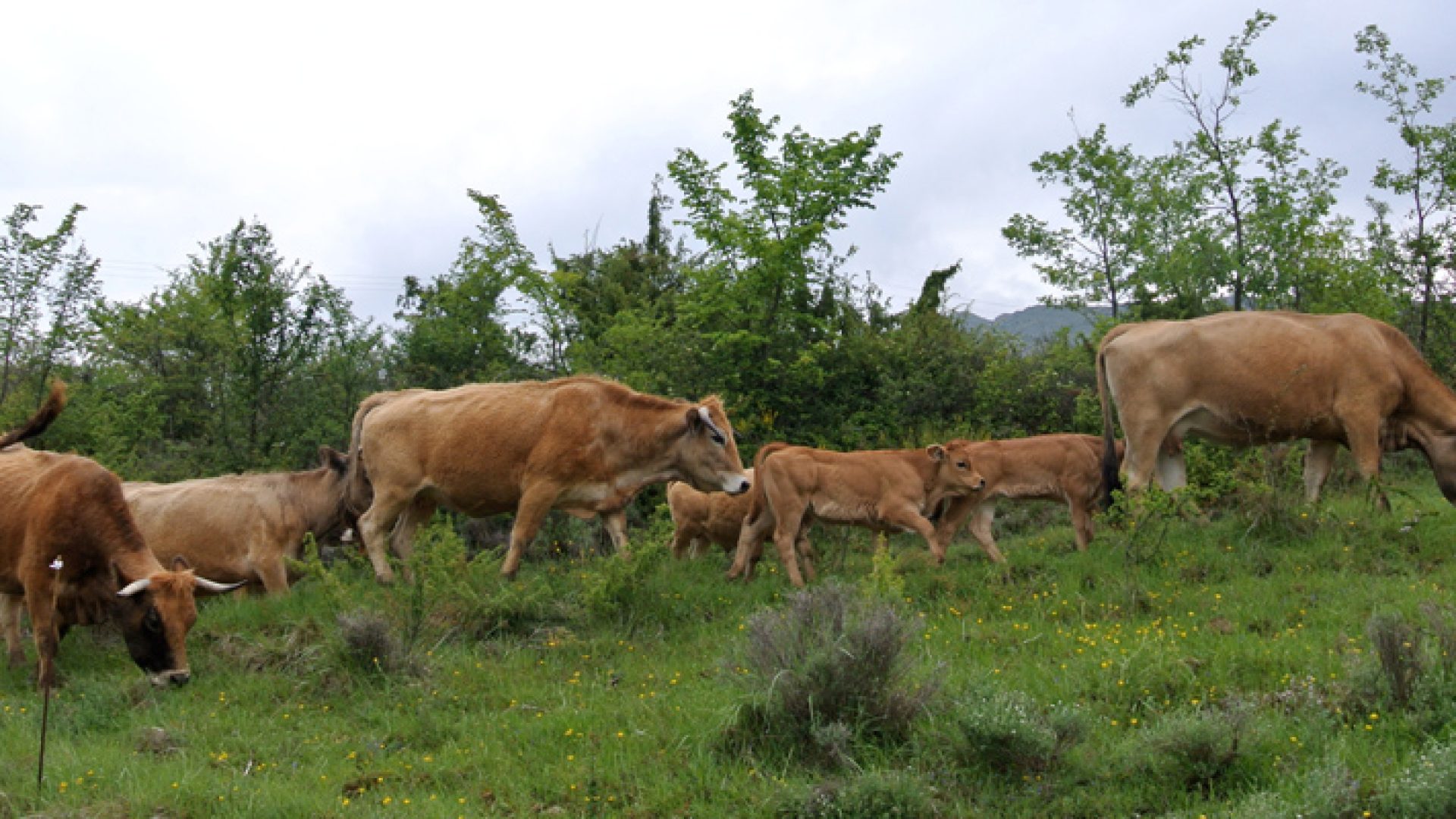 La Ferme du Rouveyret - La Ferme (© La Ferme du Rouveyret)