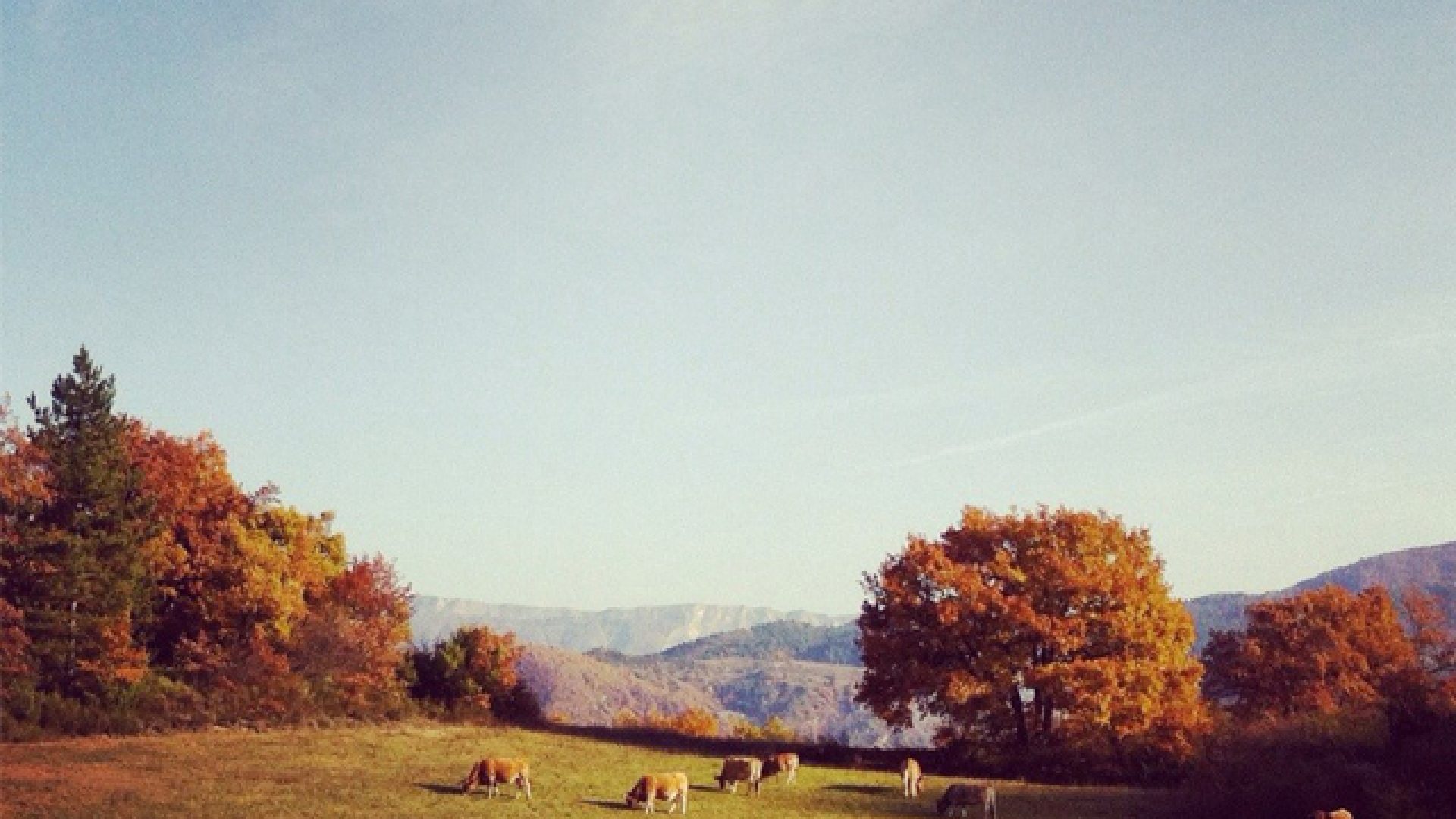 La Ferme du Rouveyret - Vaches (© La Ferme du Rouveyret)