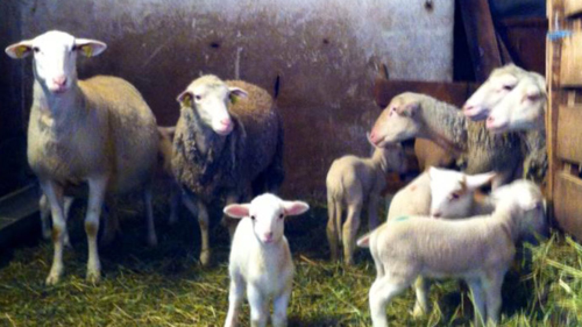 La Ferme du Rouveyret - Agneaux du Rouveyret (© La Ferme du Rouveyret)