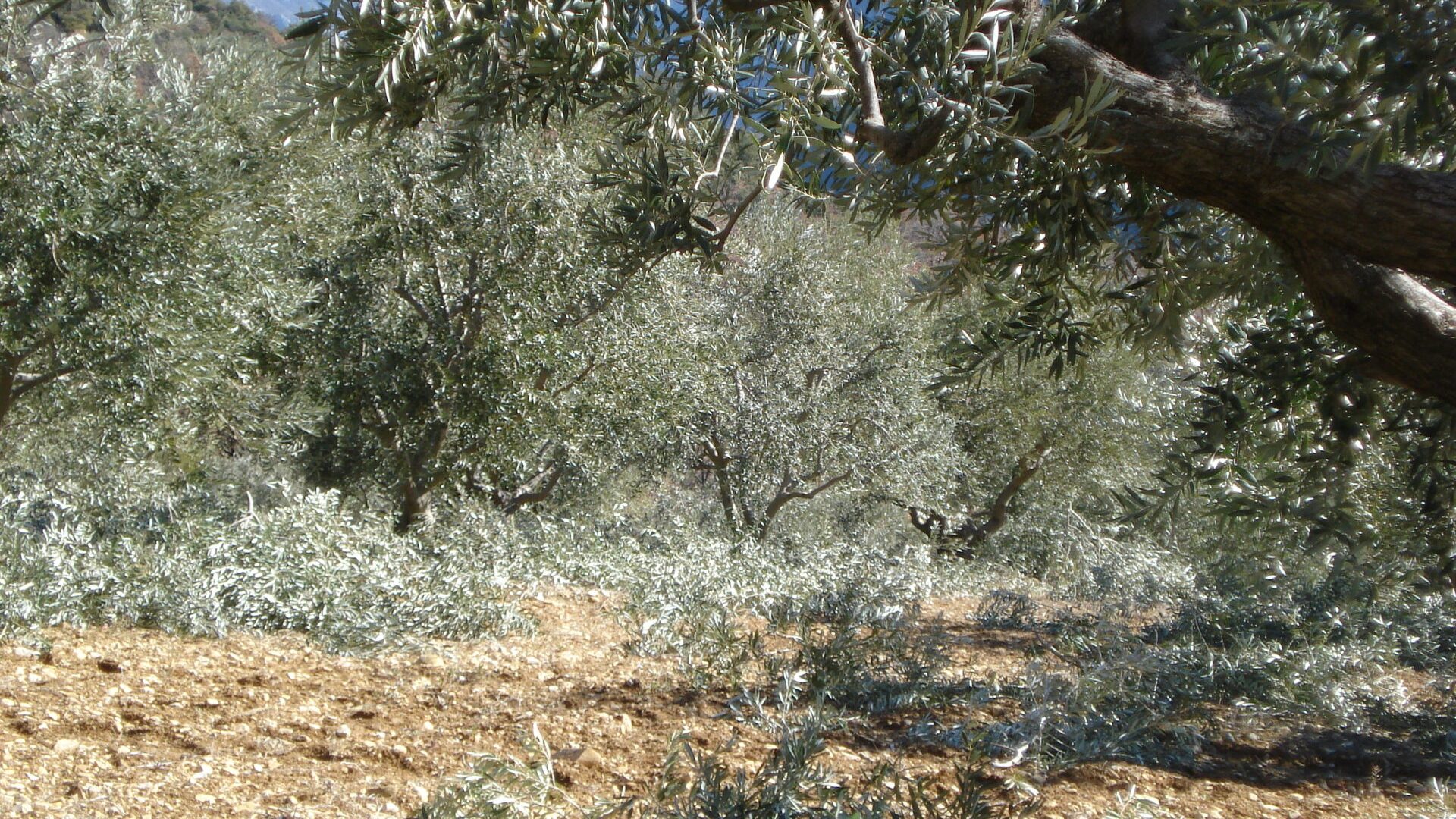 Le Vieux Moulin - Vue oliveraie (© Marie France Girard)