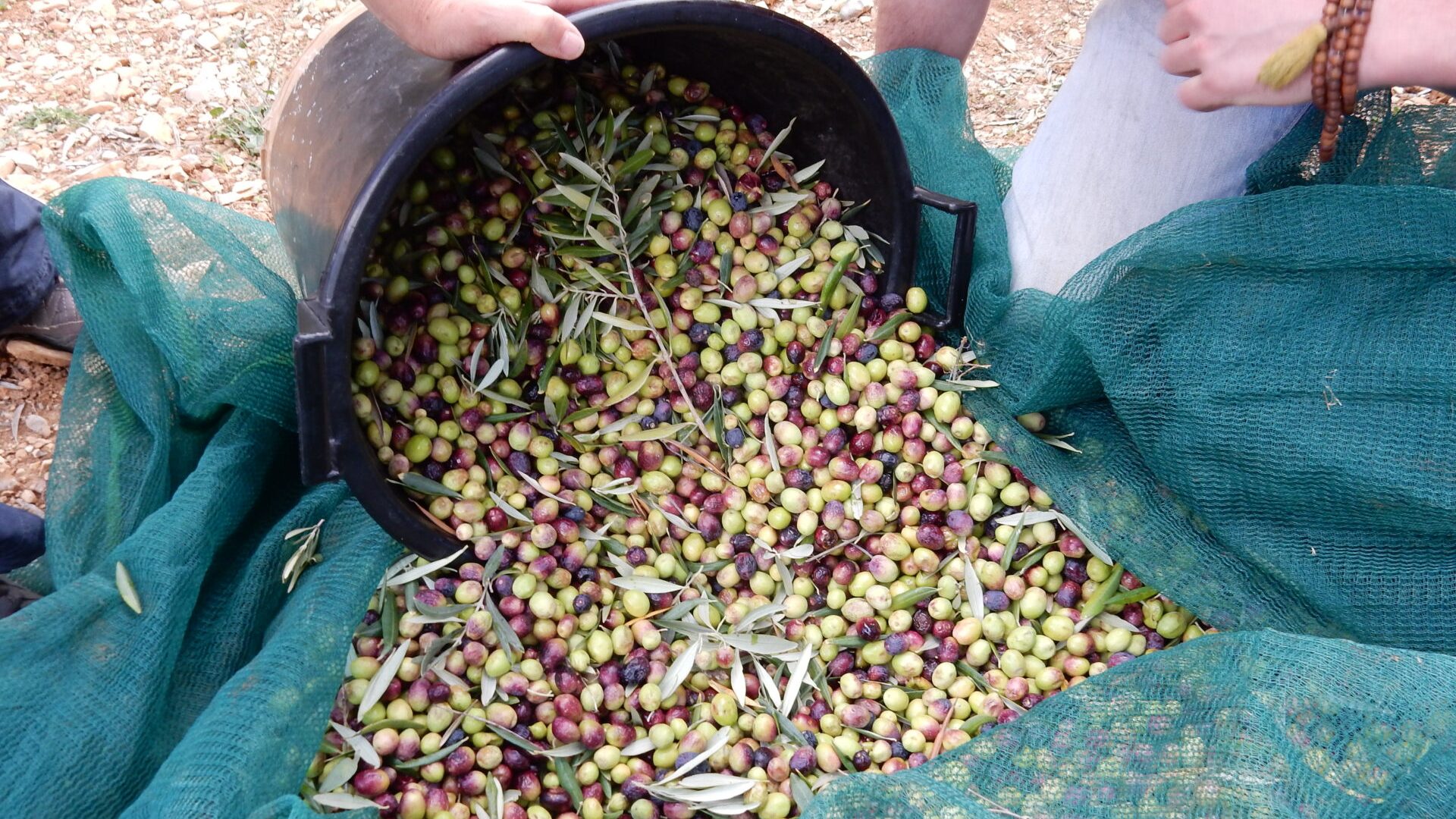 Le Vieux Moulin - Olives récoltées (© Marie France Girard)