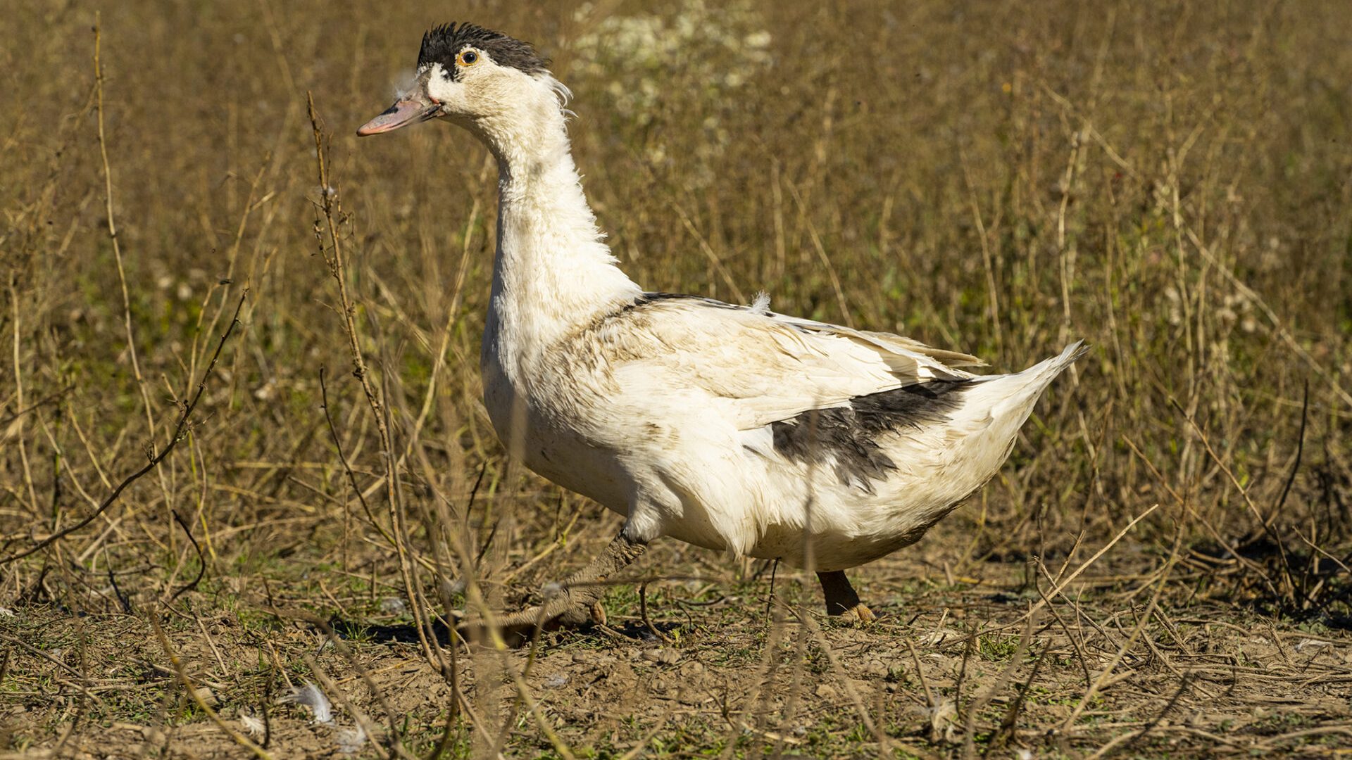 La Robine des Canards - La Robine des Canards (© La Robine des Canards)