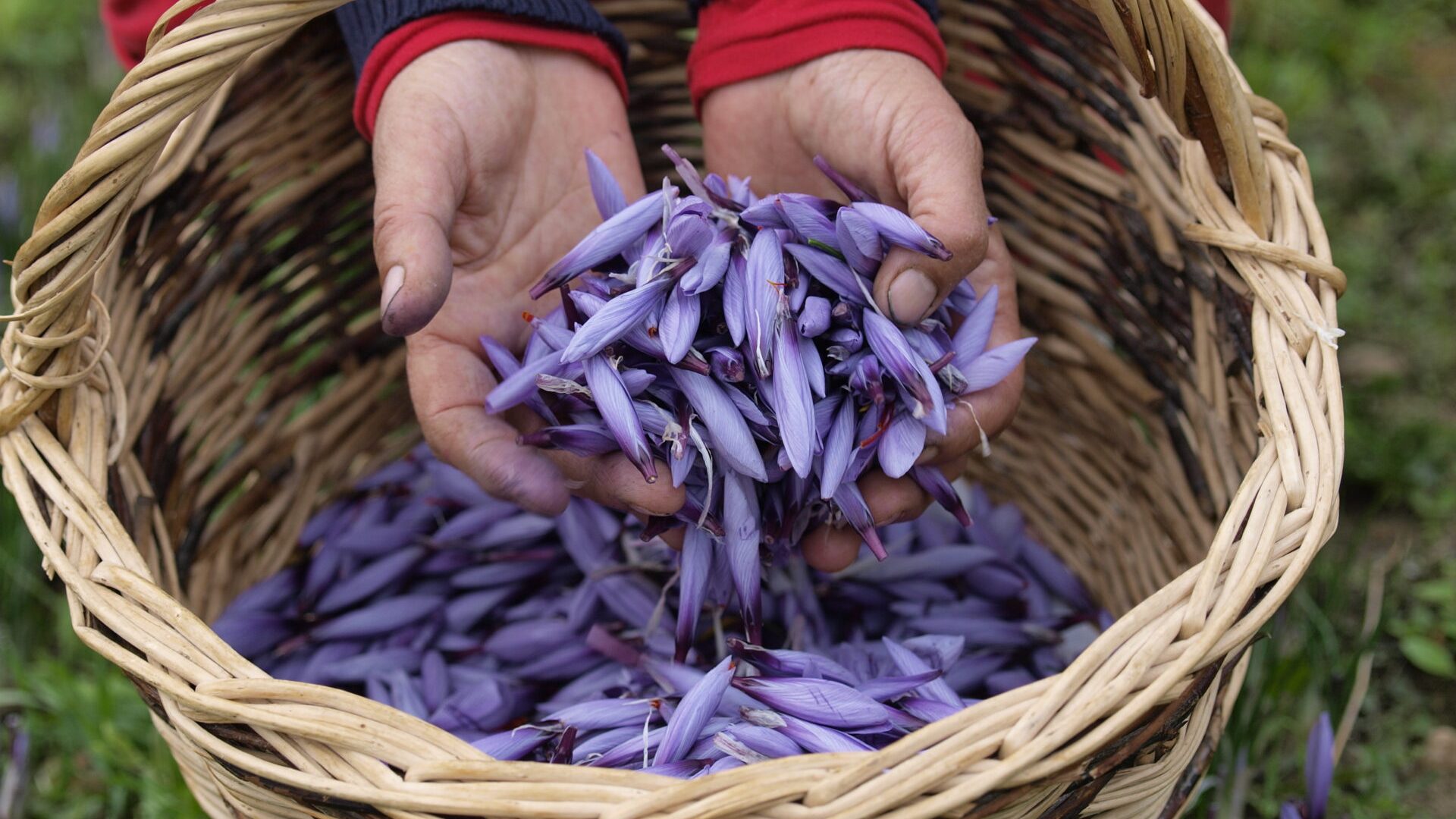 Karkam Safran de Provence - Récolte Safran (© Karkam Safran Pigment Noir)