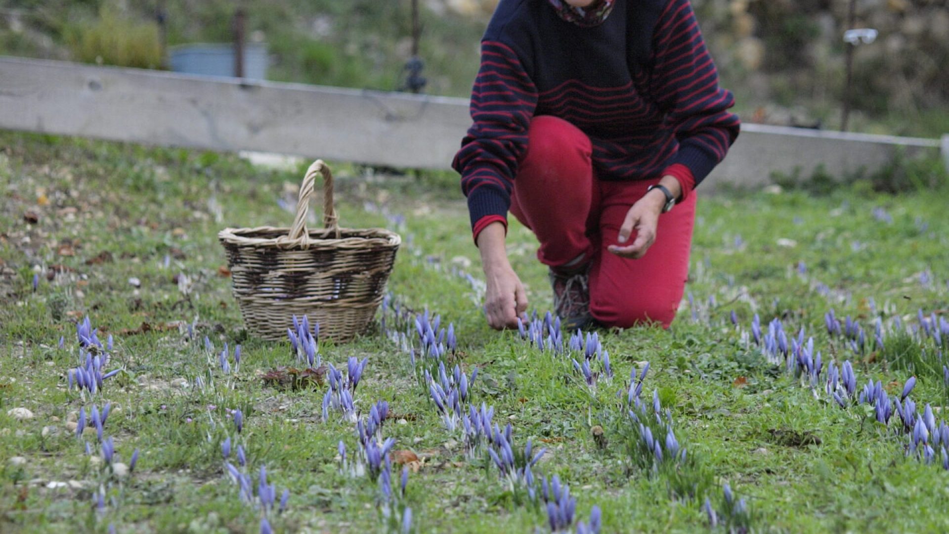 Karkam Safran de Provence - Champ de Safran (© Karkam Safran Pigment Noir)