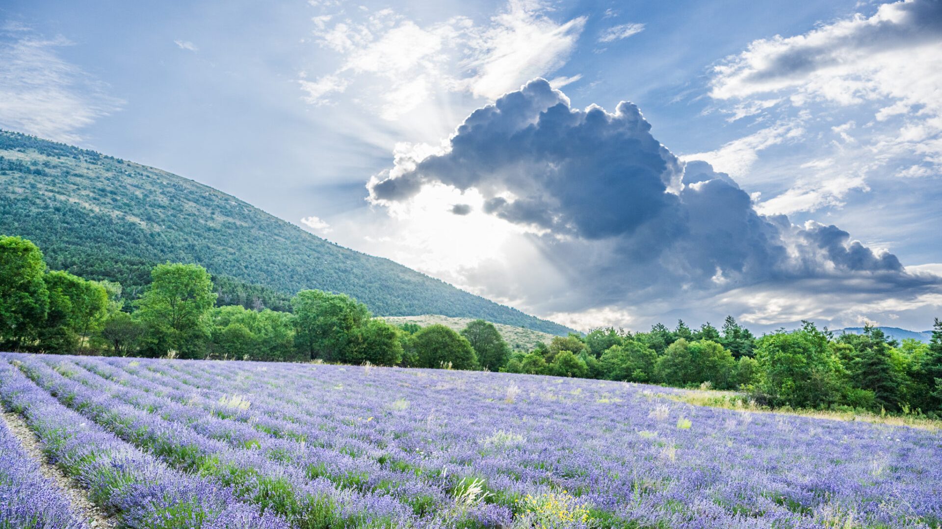 Bleu d'Argens - Champ de lavande (© Bleu d'Argens)