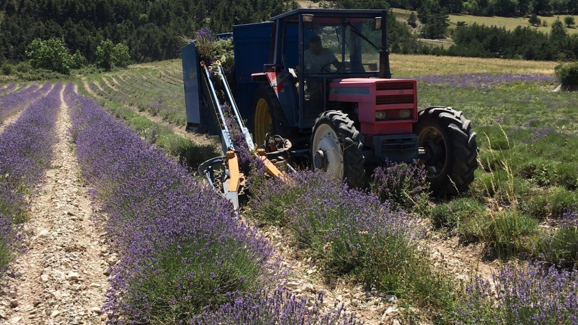 Bleu d'Argens - Champs de lavande (© Bleu d'Argens)