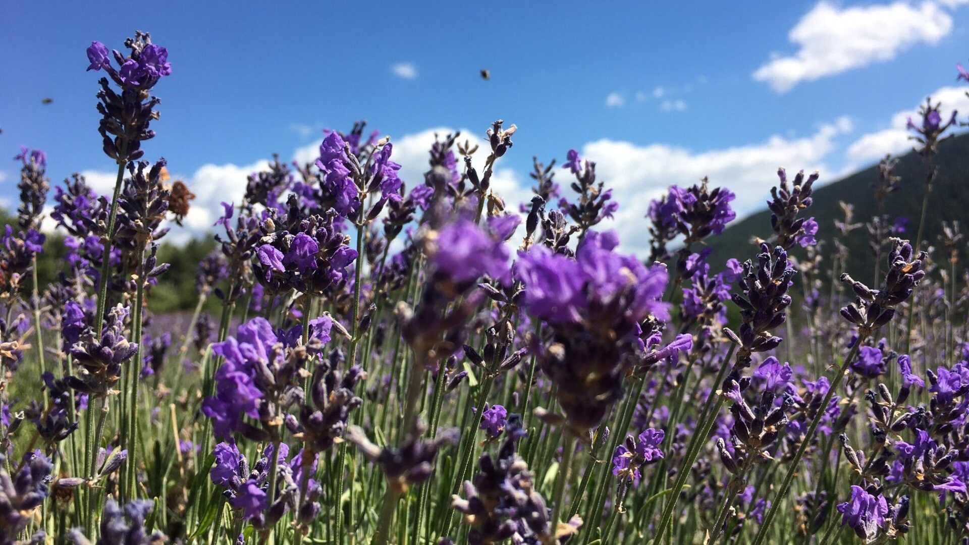 Bleu d'Argens - Champs de lavande (© Bleu d'Argens)