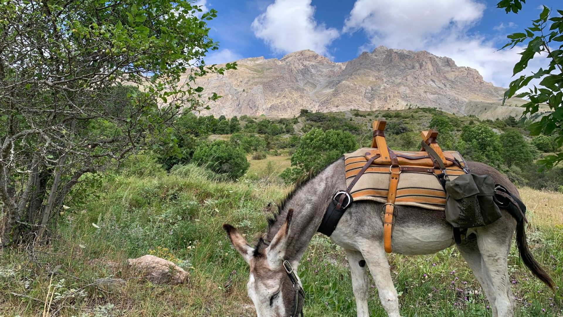 Tis'ânes, Séjours Nature Alpes et Luberon - Clochette (© Tis'Ânes)