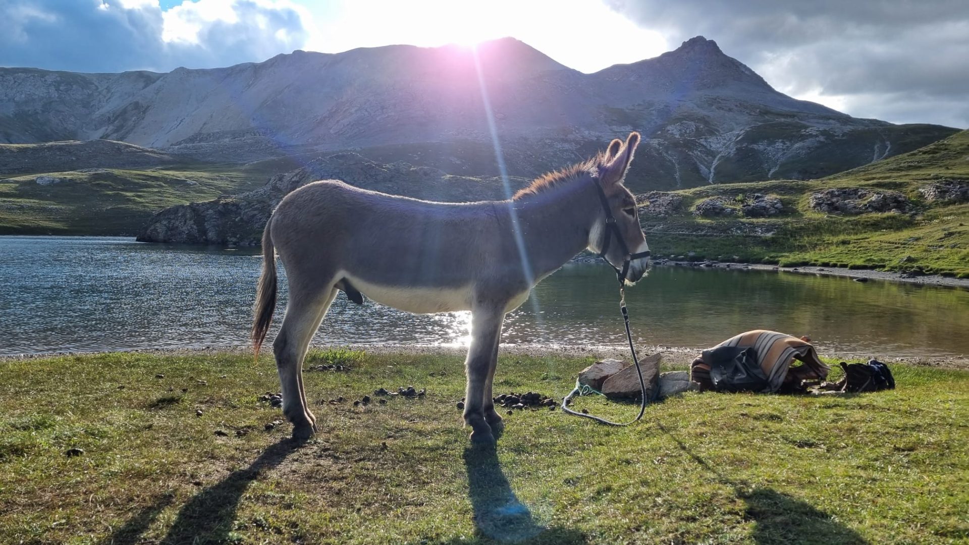 Tis'ânes, Séjours Nature Alpes et Luberon - Pépito en bivouac (© Tis'Ânes)