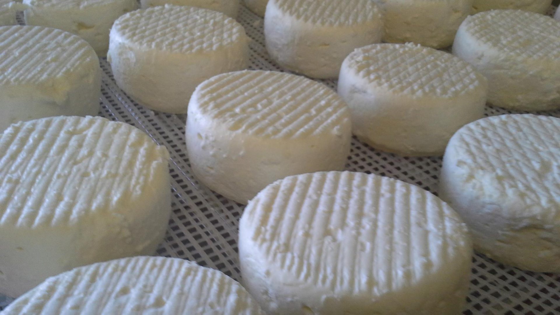 GAEC La Tchiote Bédigue - Fromages de brebis (© GAEC La Tchiote Bédigue)