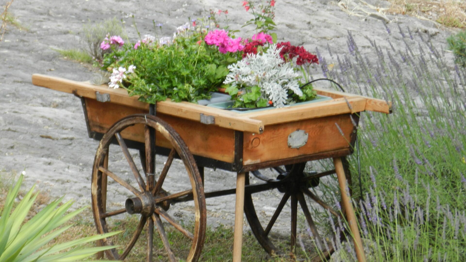 Gite  Lavande extérieur - Jardin aménagé fleurs (© Christine COLLIEUX)