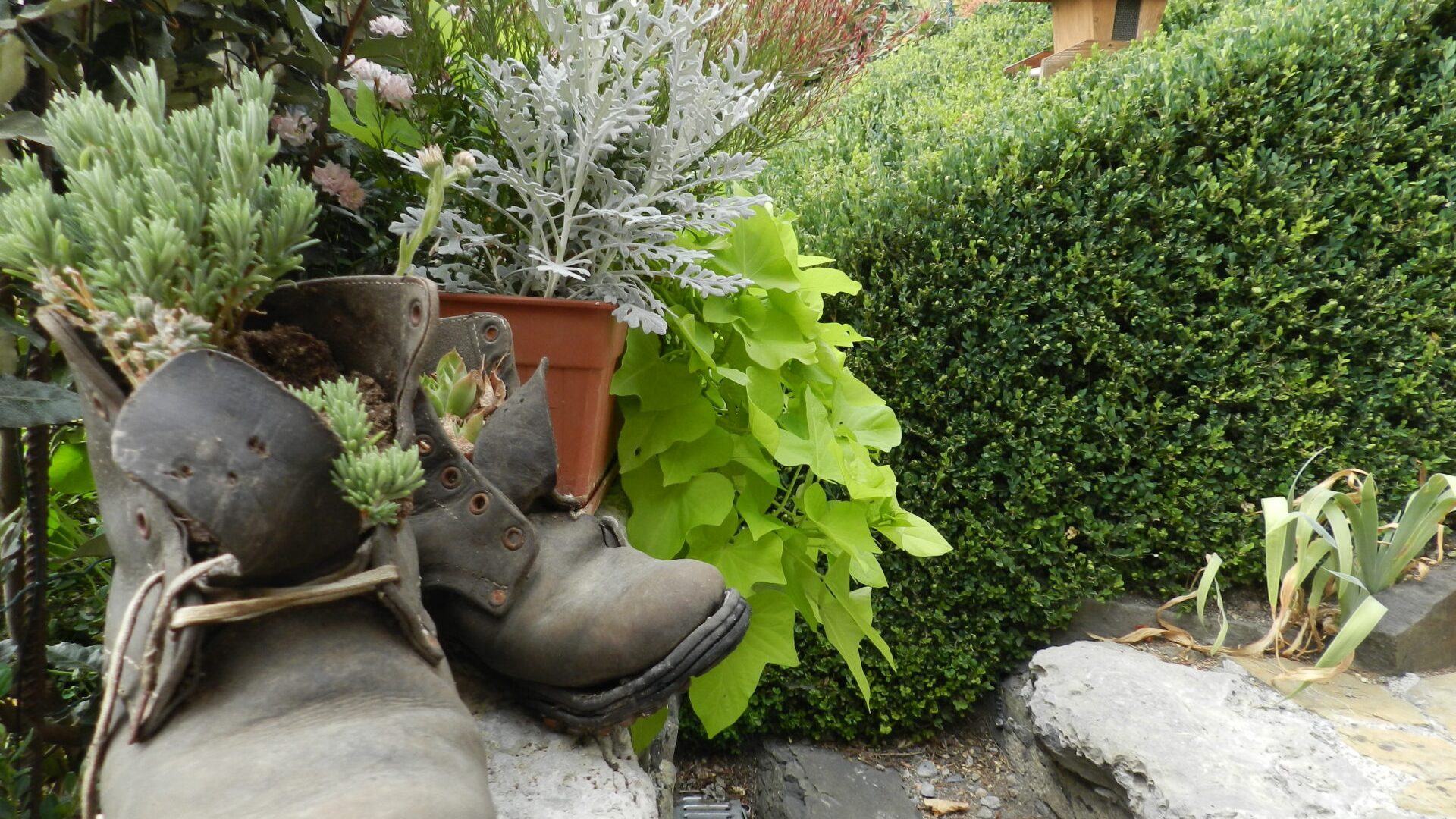 Gite  Lavande extérieur - Plantes (© Christine COLLIEUX)