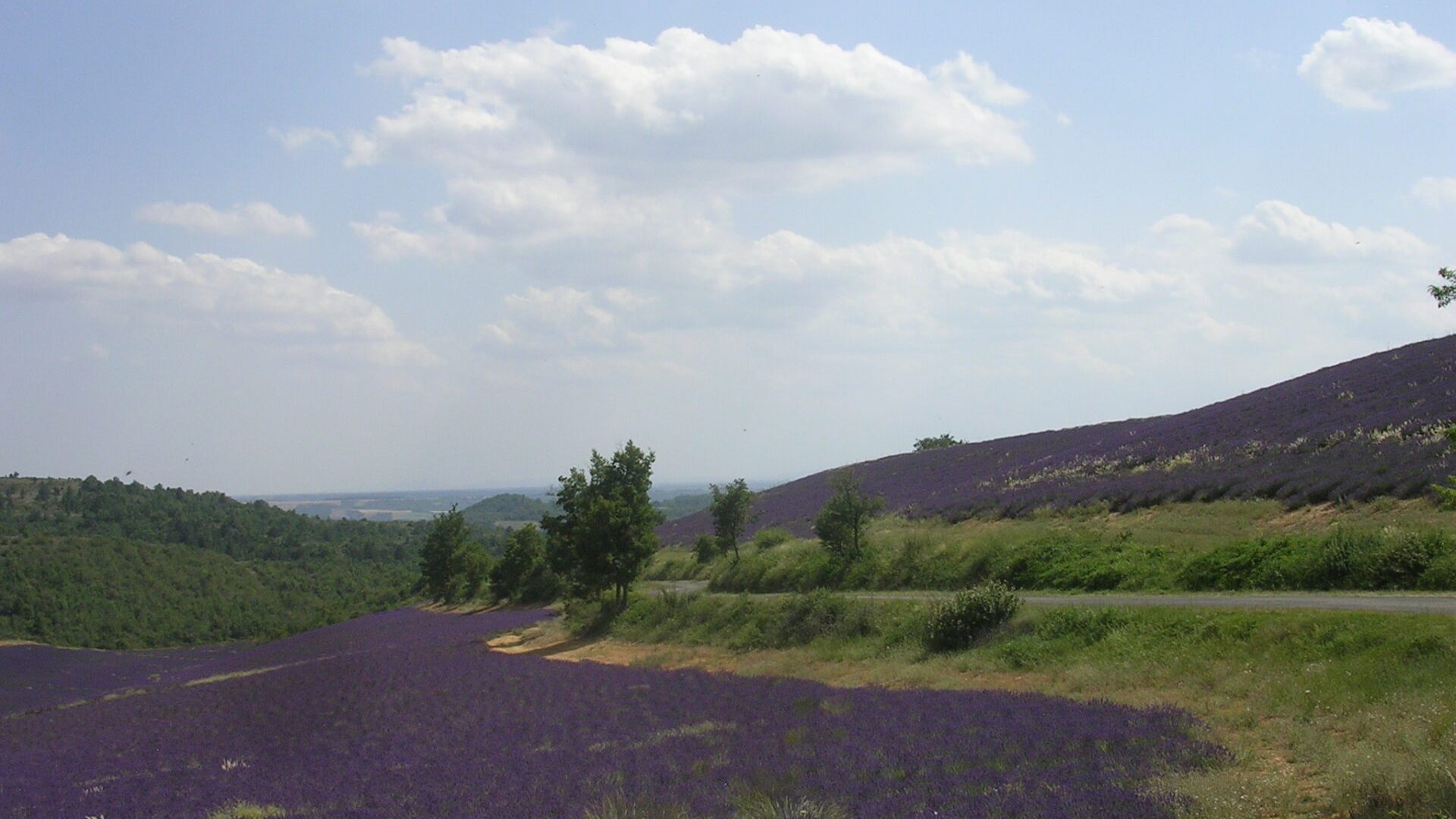 Lavande - Champs de lavande (© Christine COLLIEUX)