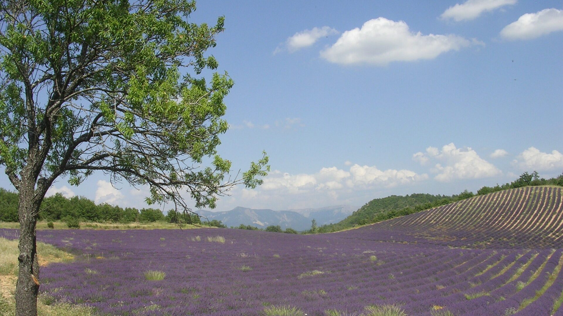 Lavande - Champs de lavande (© Christine COLLIEUX)