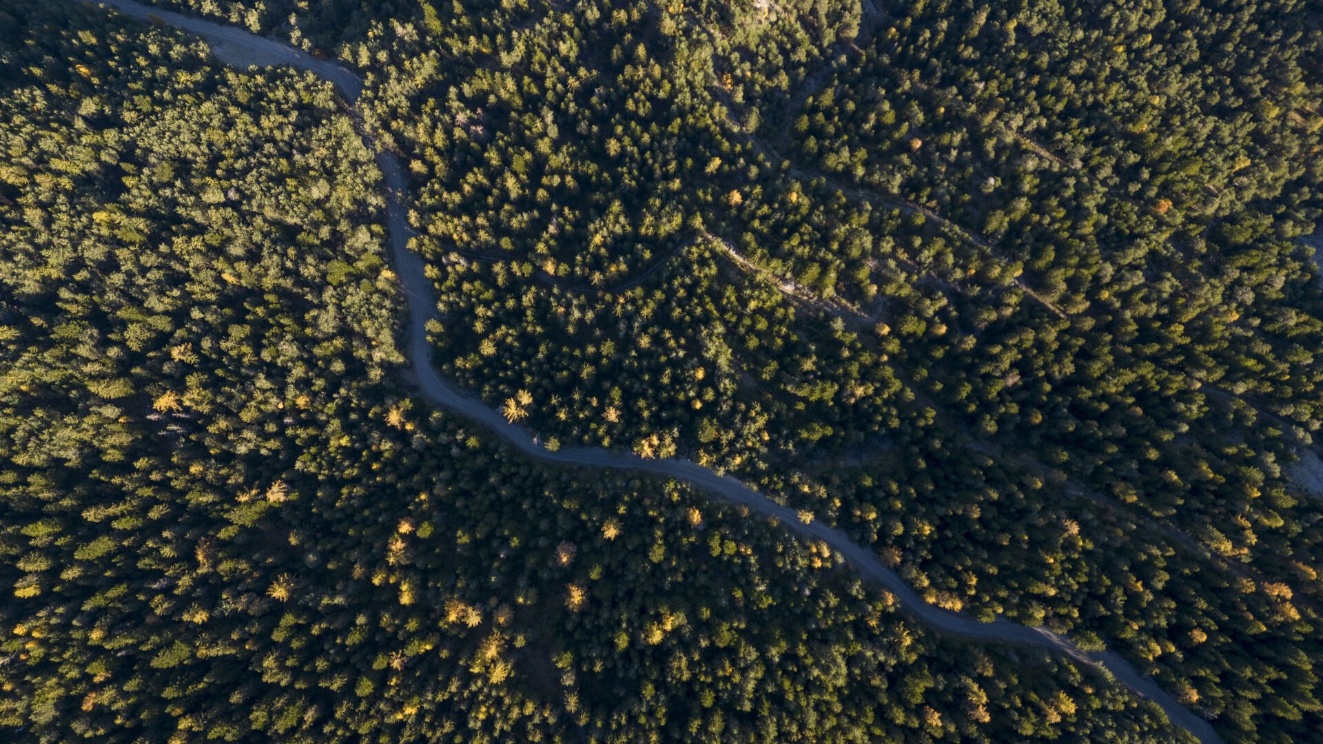 Les Mélèzes de Chourges_Prads-Haute-Bléone - Bois de Chourges (© ©️AD 04/Martin Champon)