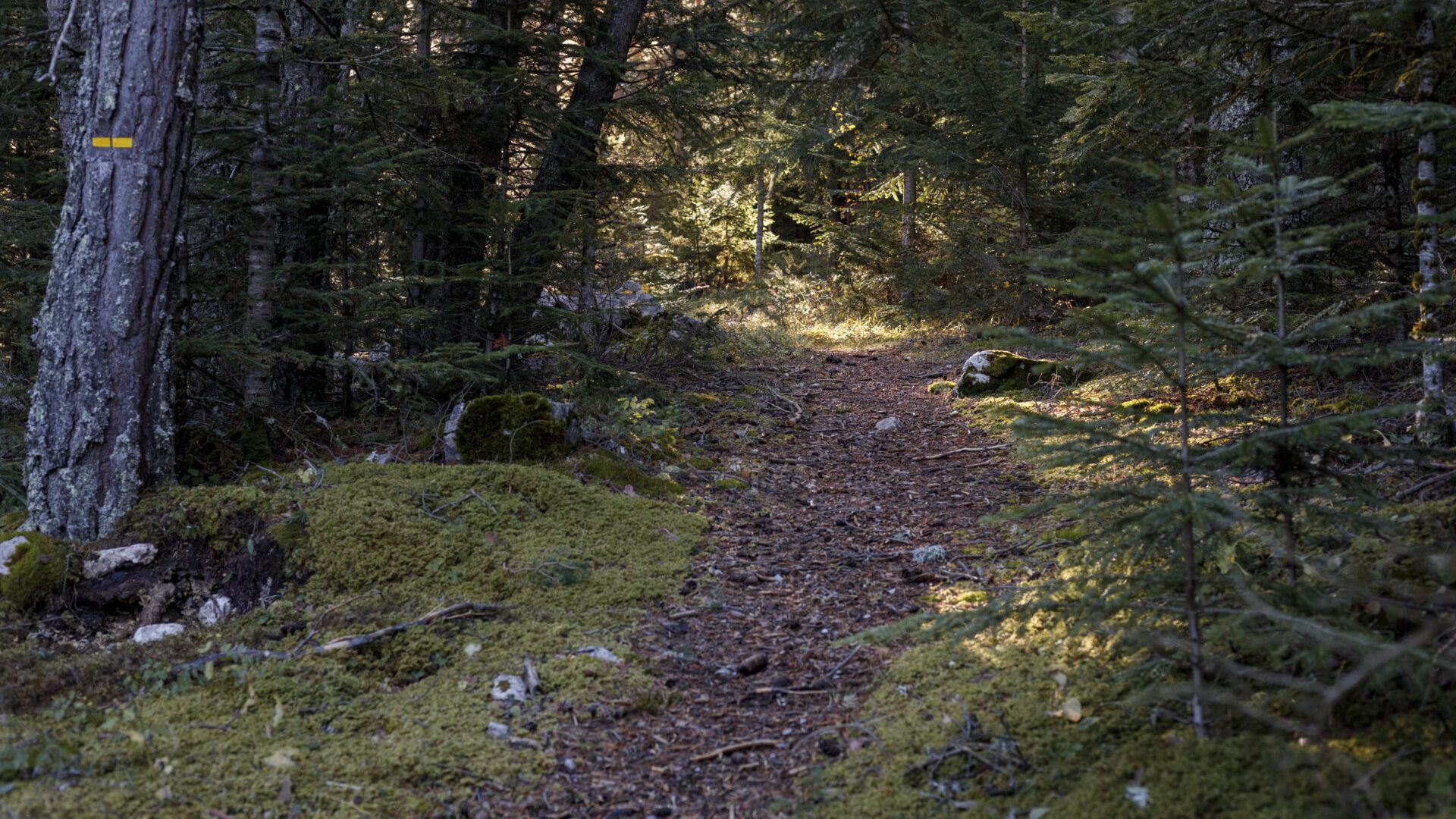 Les Mélèzes de Chourges_Prads-Haute-Bléone - Bois de Chourges (© ©️AD 04/Martin Champon)