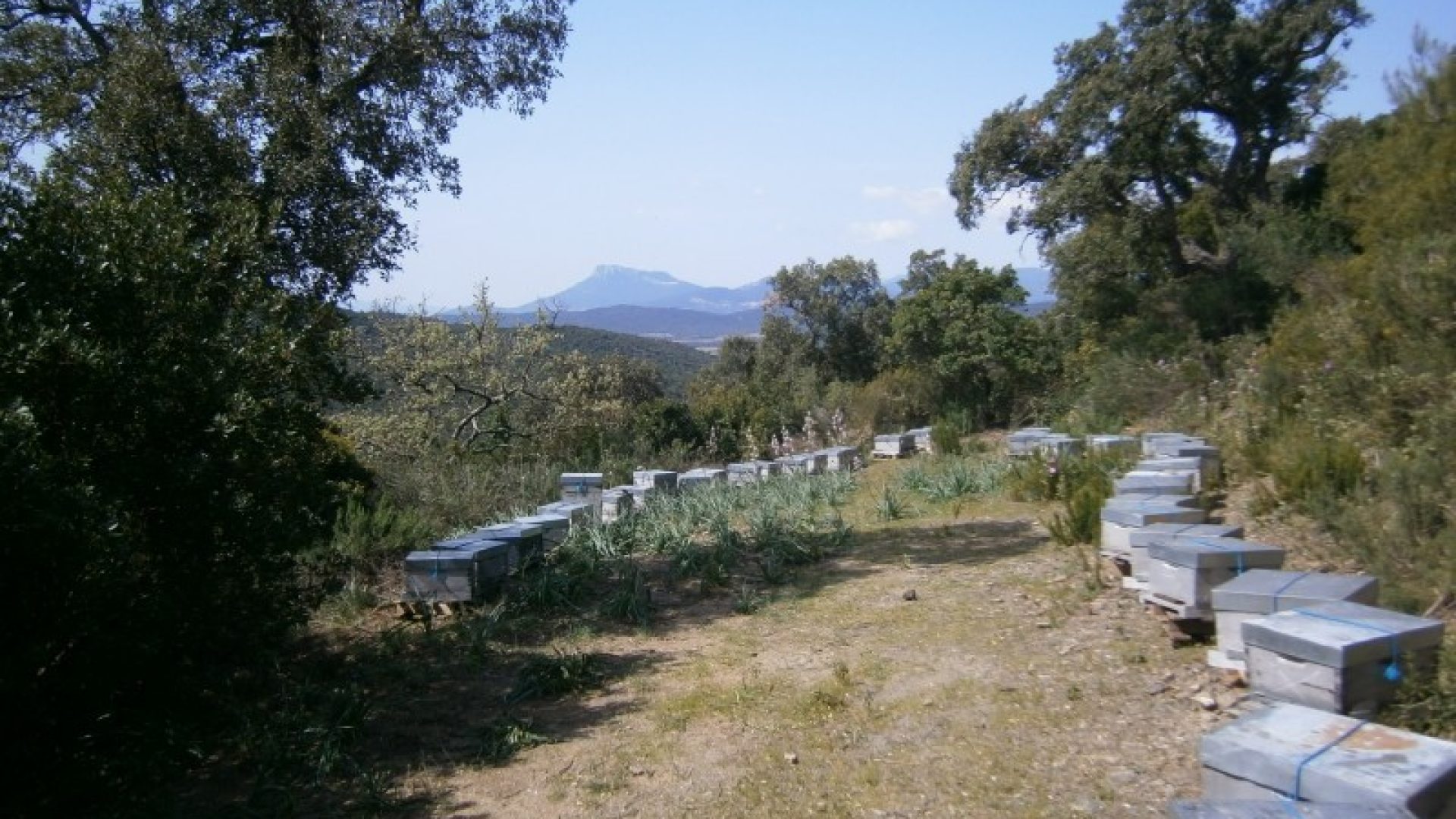 Ruchers de la bastide blanche - Ruchers de la bastide blanche (© Ruchers de la bastide blanche)