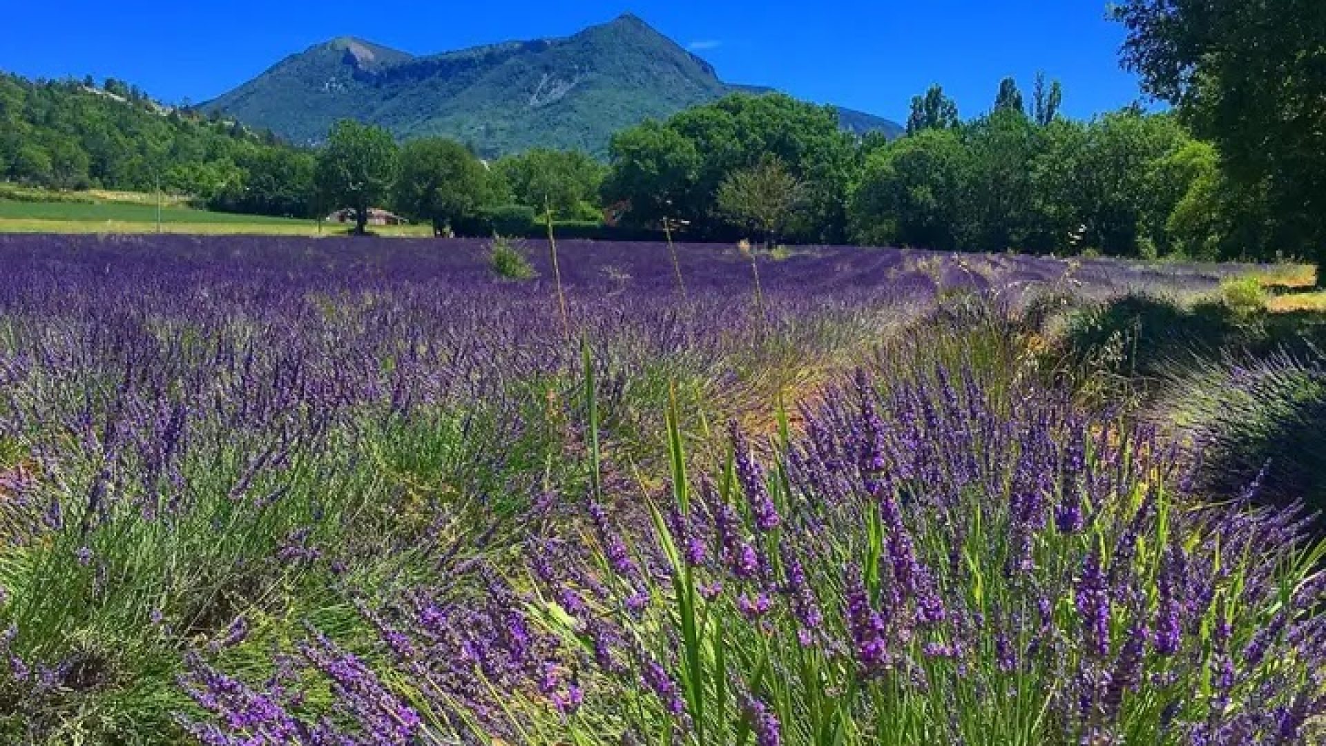 Gîte T4 Bélà Vista - La Bastida Flora - Lavandes (© Nathalie Le Royer)