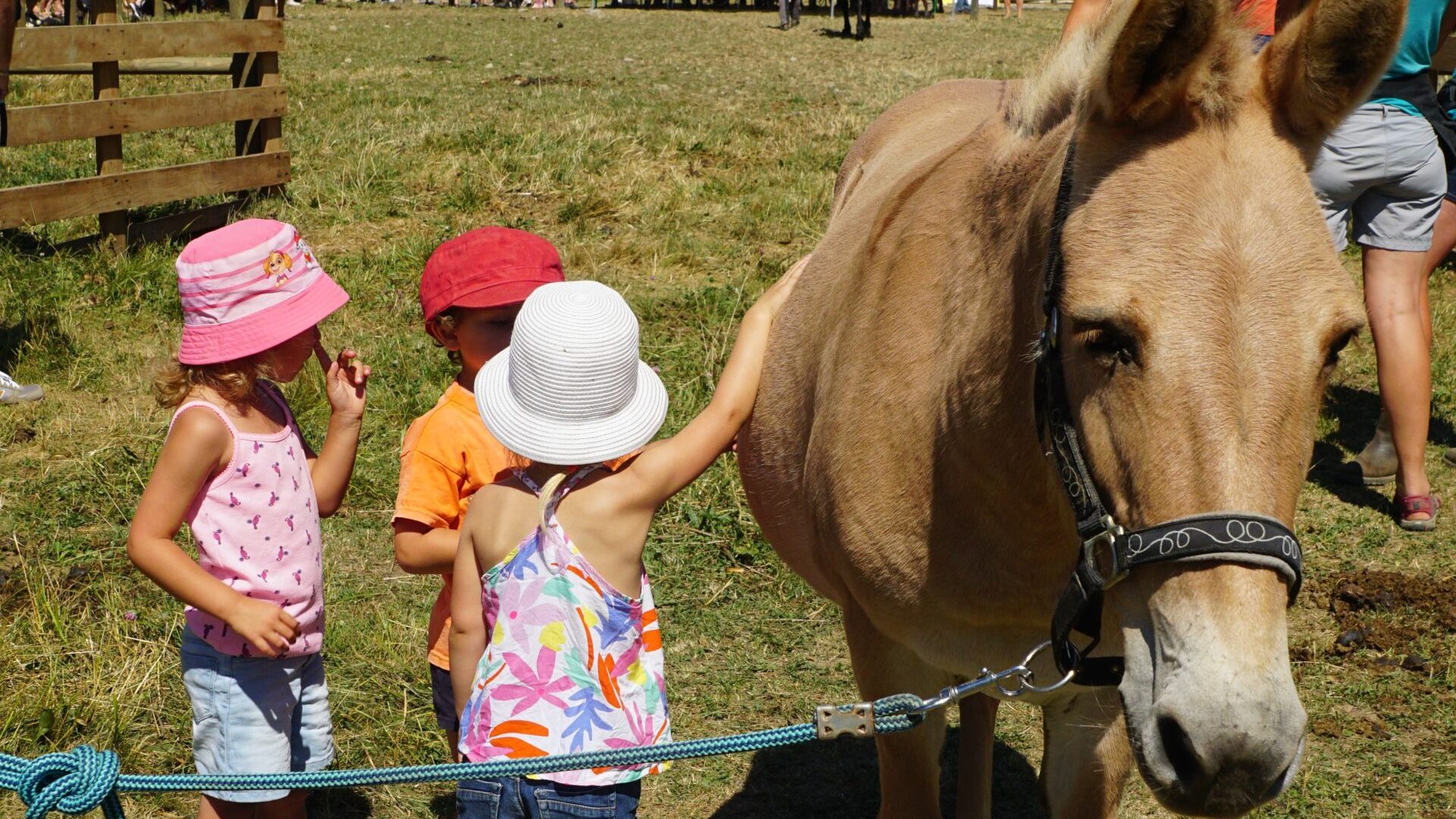 Petite mule à la Maison du Mulet - Mule avec des enfants (© Assoc. la Maison du Mulet)