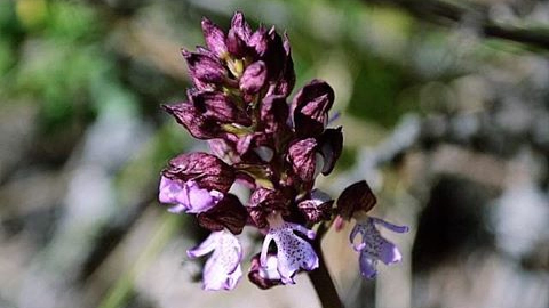 Accompagnateur en Montagne Louis Teyssier - Fleur 2 (© Louis Teyssier)