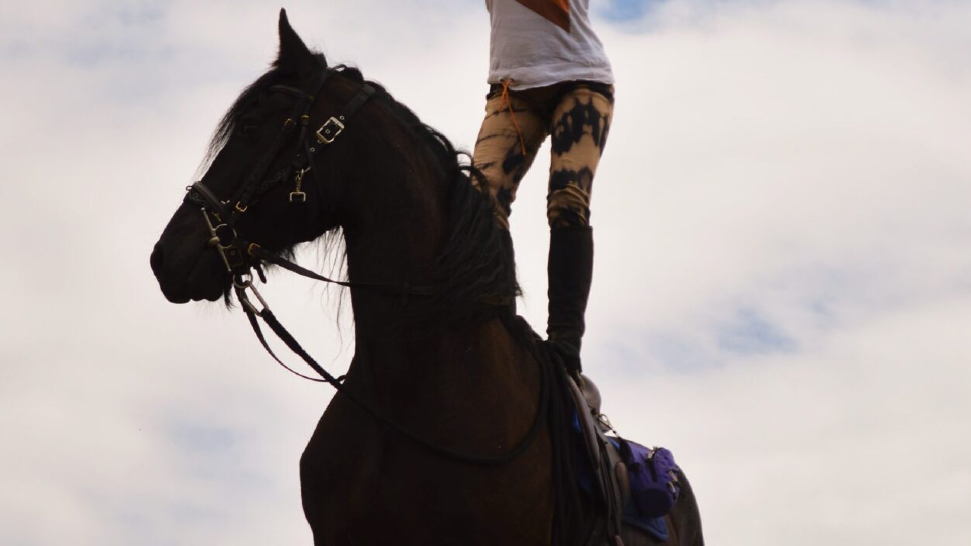 Les Chevaux de Roquépine - Voltige (© Marine Herbomez)