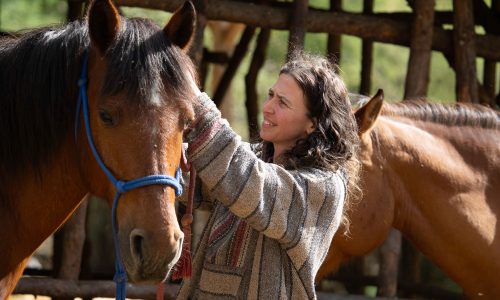 FERME EQUESTRE - LES CHEVAUX DE ROQUEPINE