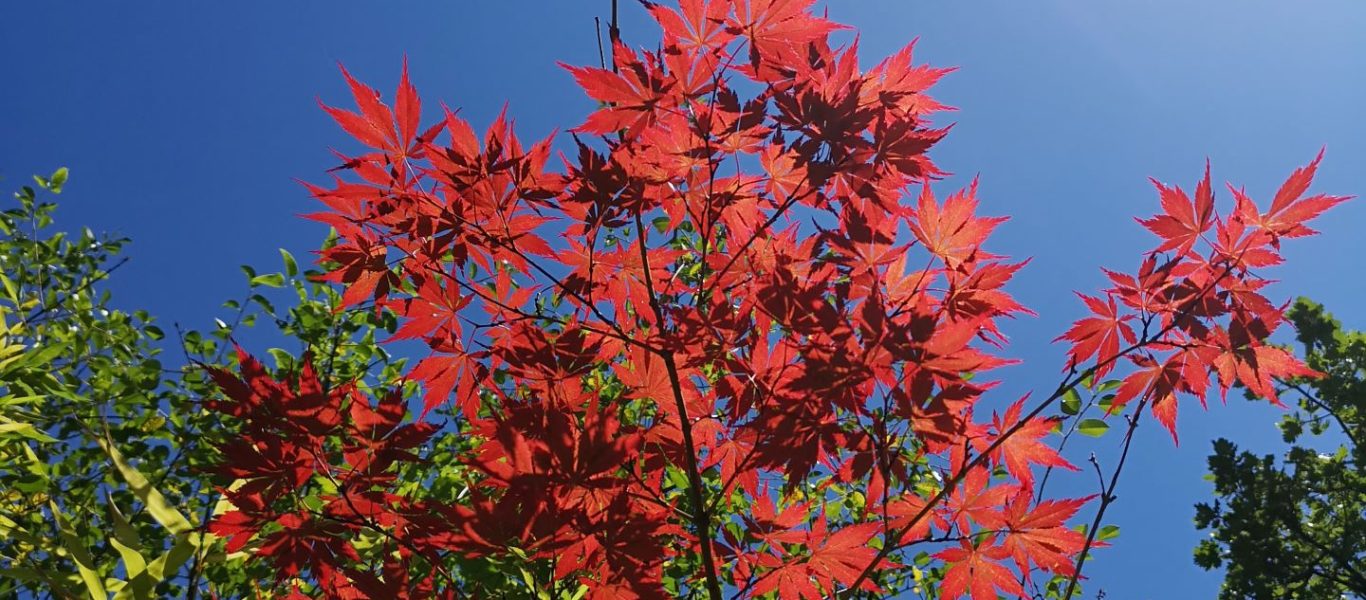 Le jardin japonais de Kamaïshi