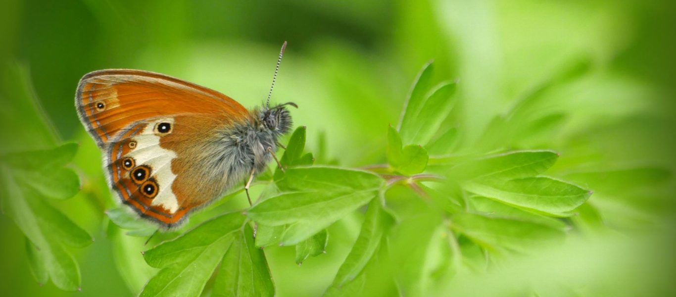 Le jardin des papillons 2